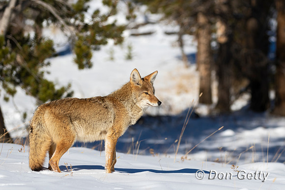 Coyote