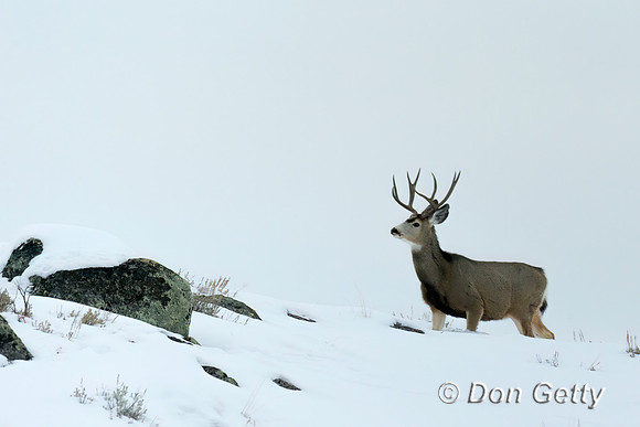 Mule Deer