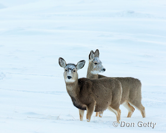 Mule Deer