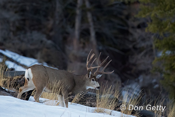 Mule Deer