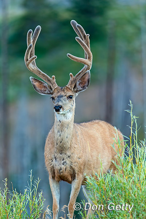 Mule Deer