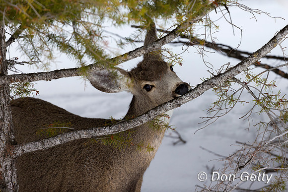 Mule Deer