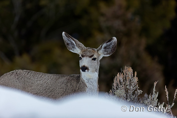 Mule Deer