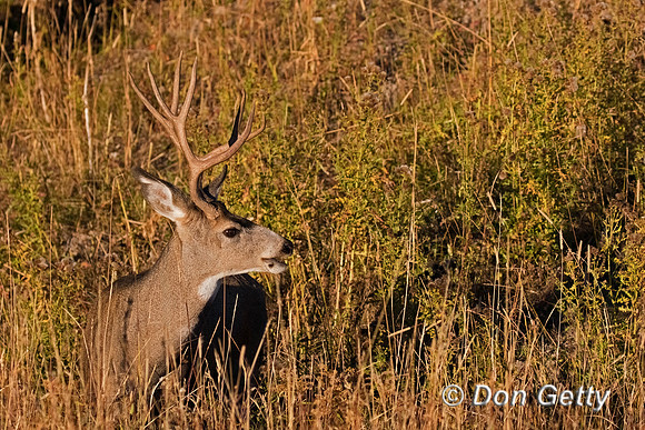 Mule Deer