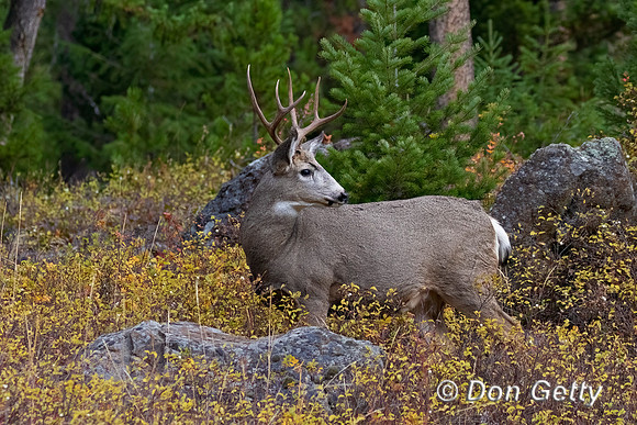 Mule Deer