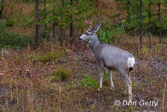 Mule Deer
