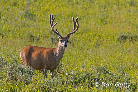 Mule Deer