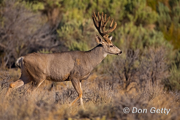 Mule Deer