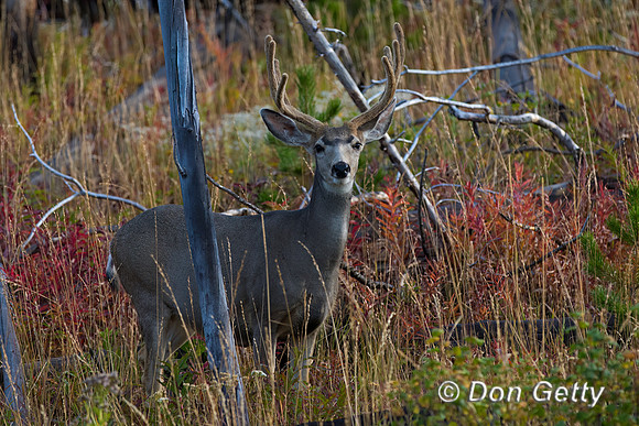 Mule Deer