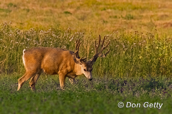 Mule Deer