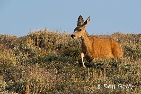 Mule Deer