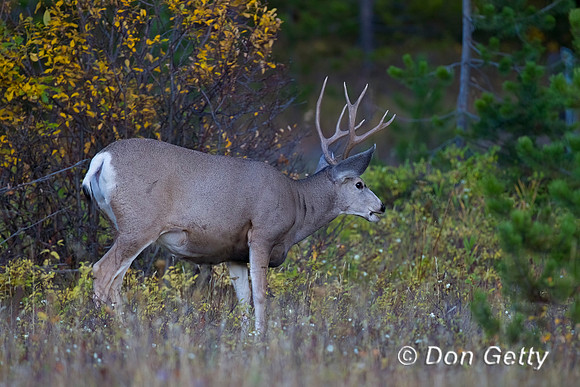 Mule Deer