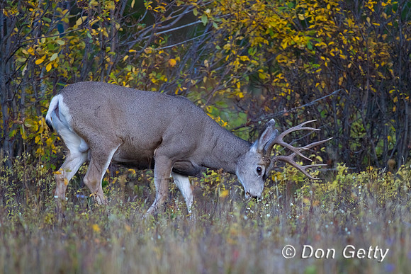Mule Deer
