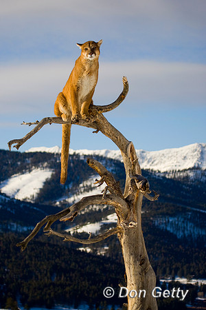 Mt_Lion_D4B0120