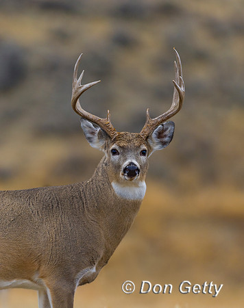 White-tailed Deer