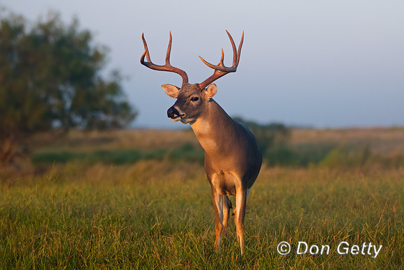 White-tailed Deer
