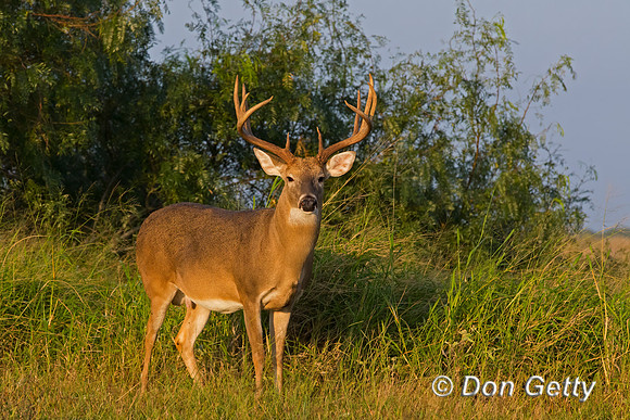 White-tailed Deer