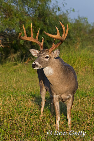 White-tailed Deer