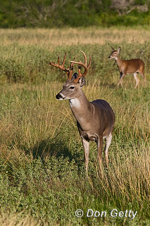 White-tailed Deer
