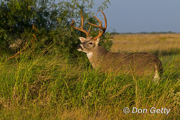 White-tailed Deer