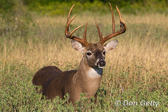 White-tailed Deer