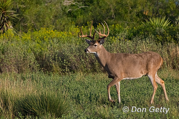 White-tailed Deer