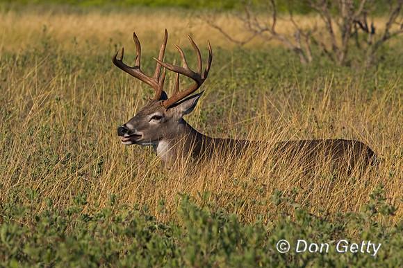 White-tailed Deer