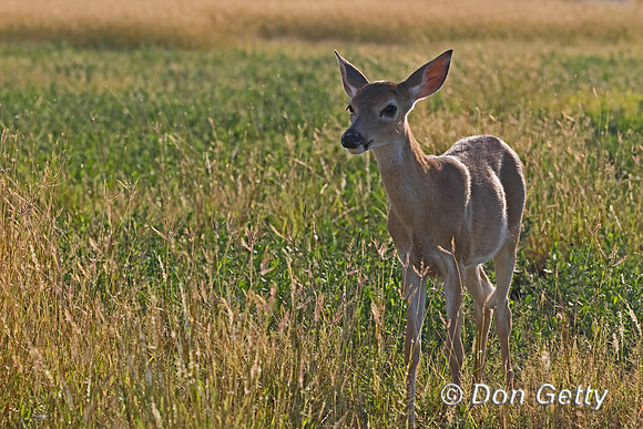 White-tailed Deer