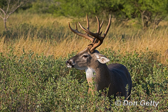 White-tailed Deer