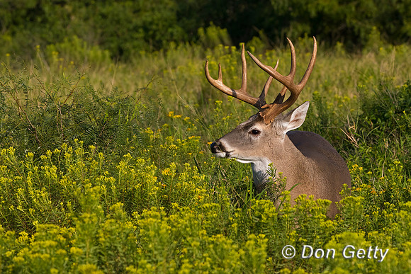 White-tailed Deer