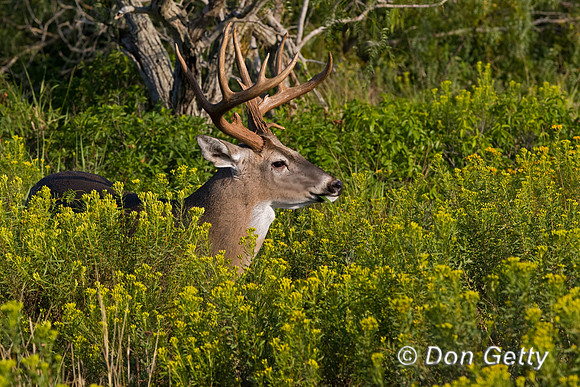 White-tailed Deer