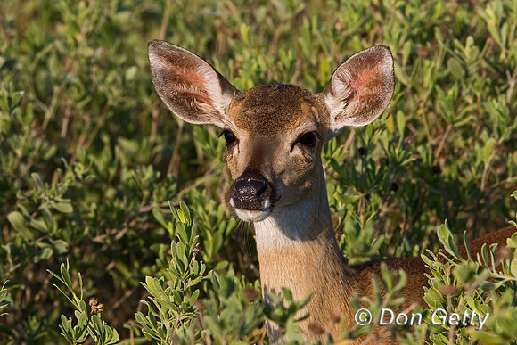 White-tailed Deer