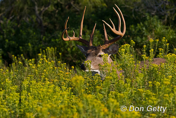 White-tailed Deer
