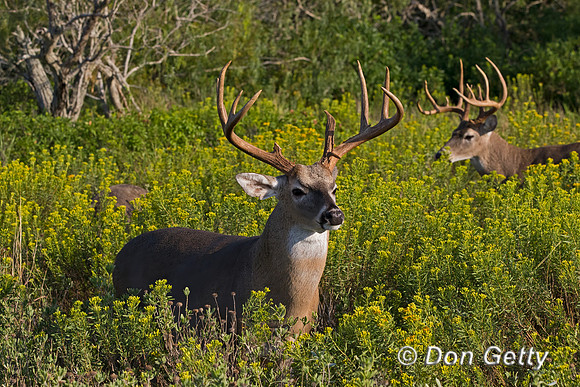 White-tailed Deer