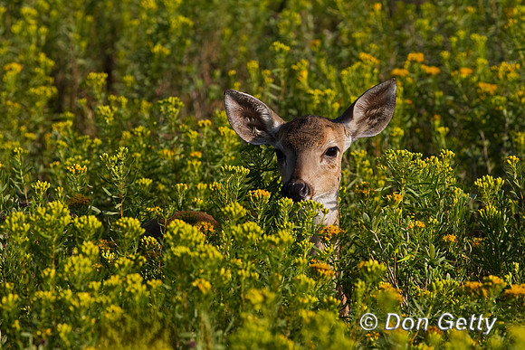 White-tailed Deer