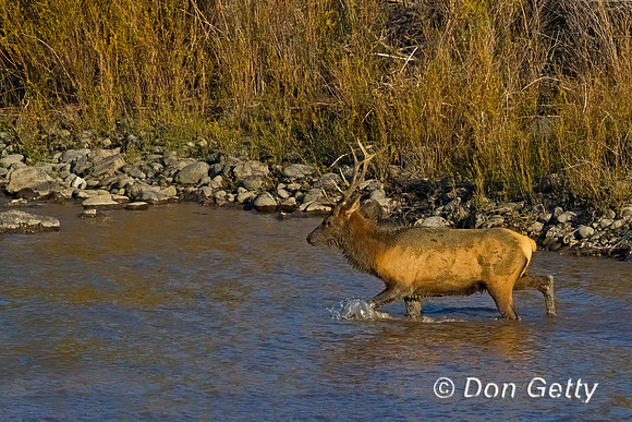 Elk