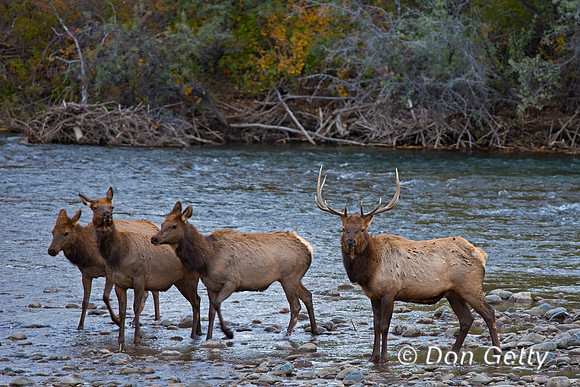Elk