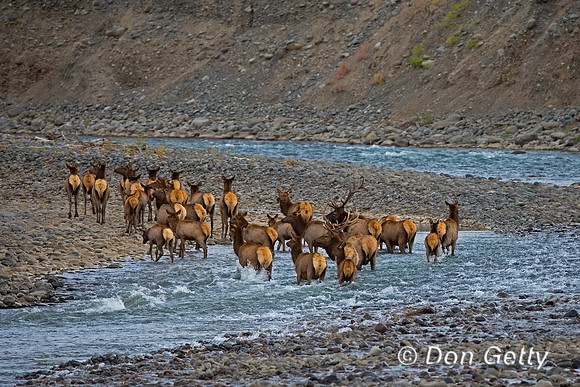 Elk