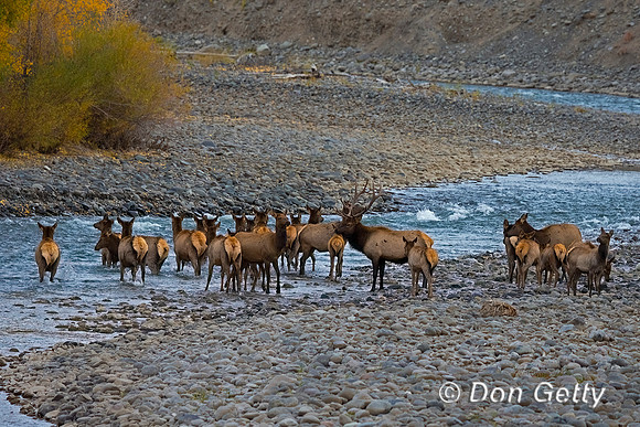 Elk