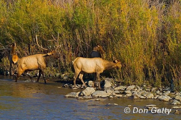 Elk