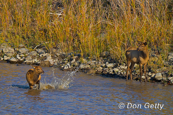 Elk