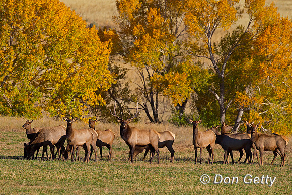Elk