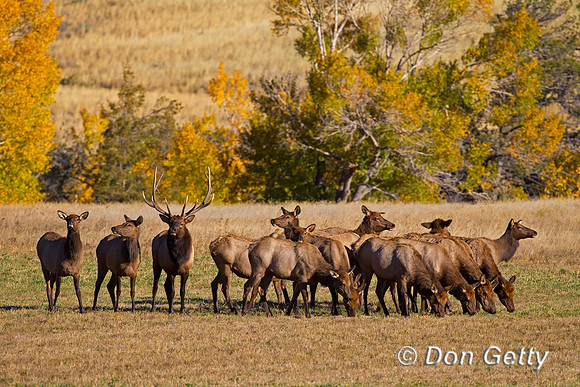 Elk