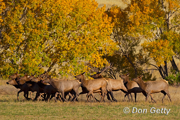 Elk