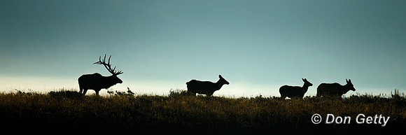 Elk