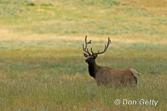 Elk