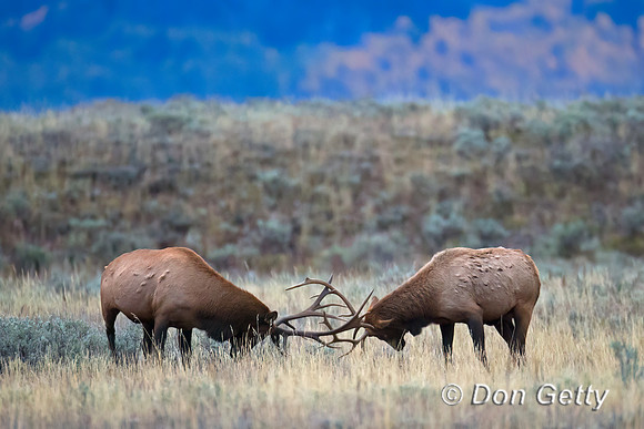 Elk