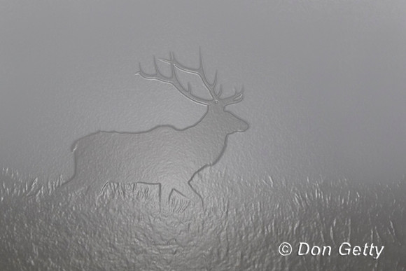 Elk