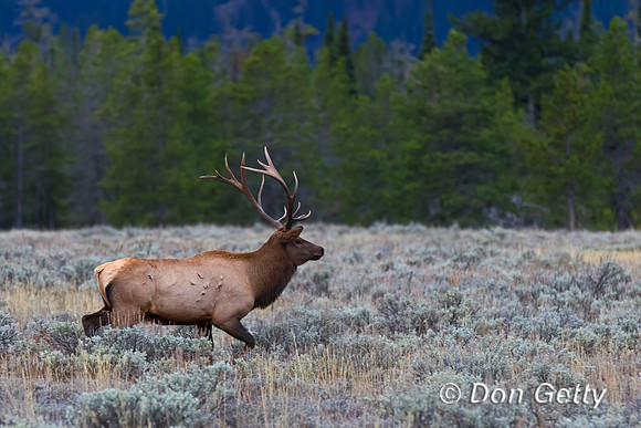 Elk