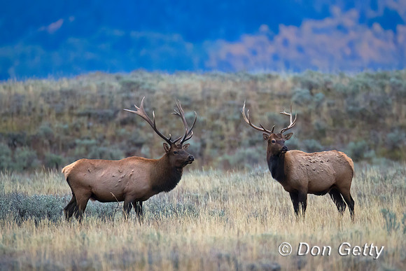 Elk